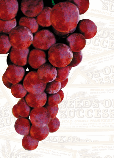 Wine Grapes clp